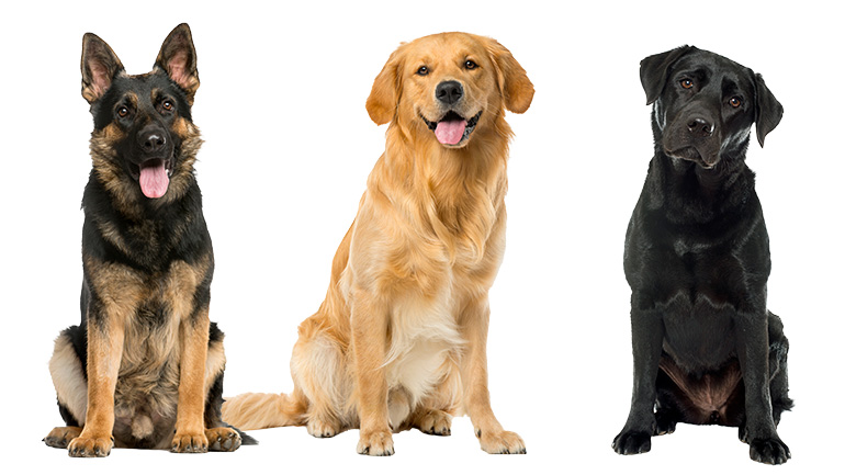Orthopädisches Hundebett für große Hunde