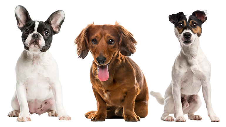 Orthopädisches Hundebett für kleine Hunde