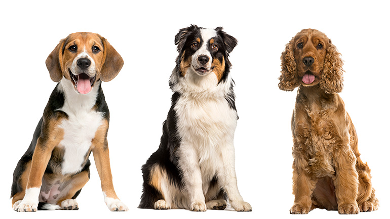 Orthopädisches Hundebett für mittelgroße Hunde