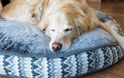 Ist ein orthopädisches Hundbett sinnvoll? Oder doch nur ein Werbe-Gag?