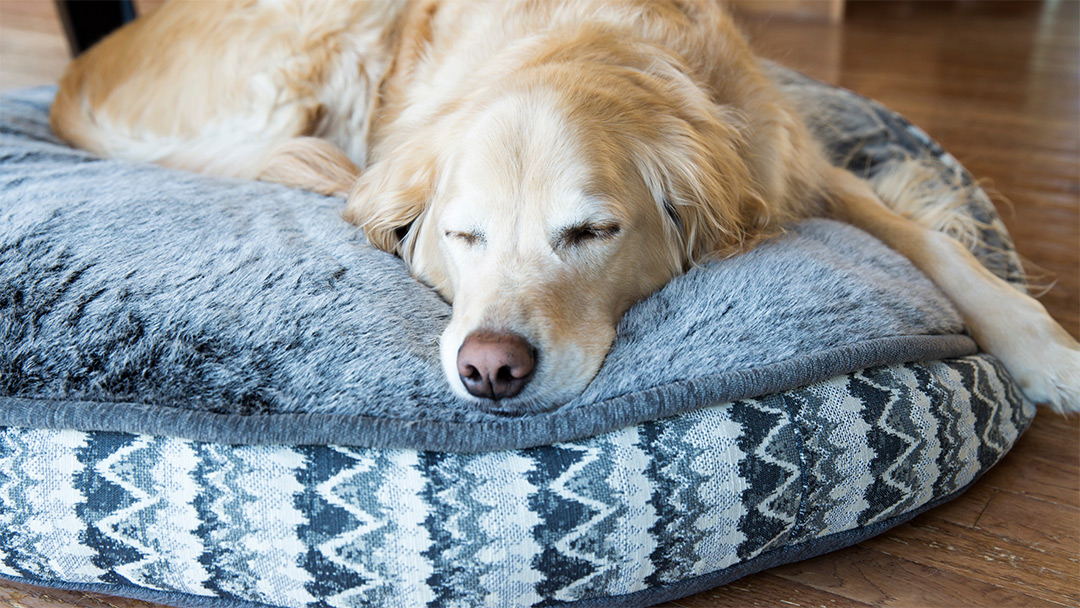 Ist ein orthopädisches Hundbett sinnvoll? Oder doch nur ein Werbe-Gag?